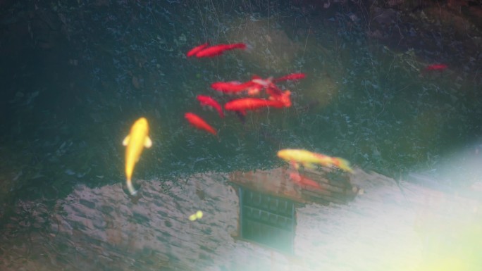 池塘水缸里游动的观赏金鱼