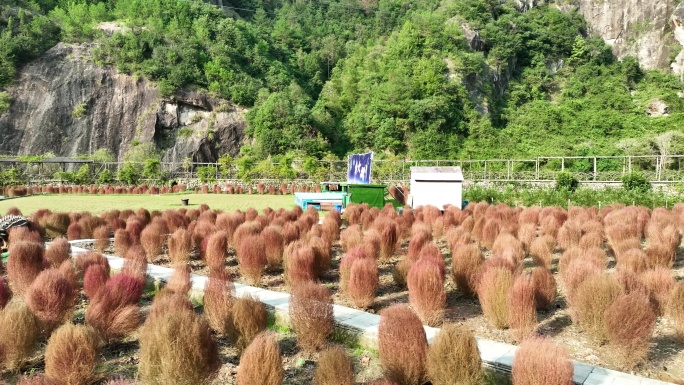 航拍浙江磐安金鸡岩景区地肤花海