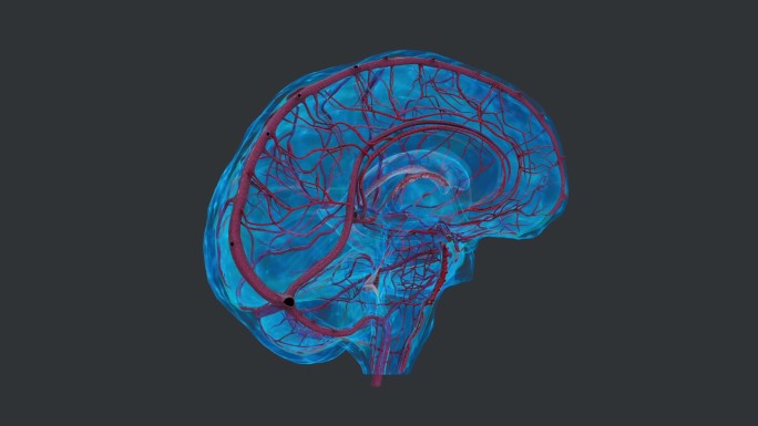 脑纤维 脑脊髓 脑神经 大脑 小脑 人体