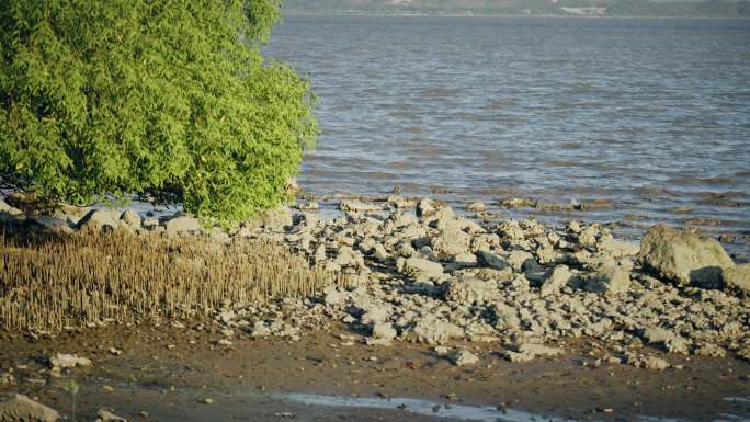 【正版素材】深圳湾生态鸟滩涂7088