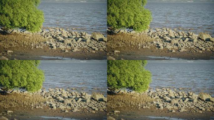 【正版素材】深圳湾生态鸟滩涂7088