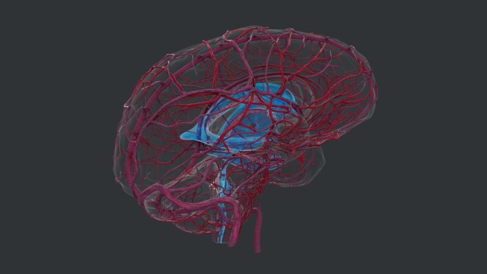 医学人体器官 大脑 解剖 神经 系统AI