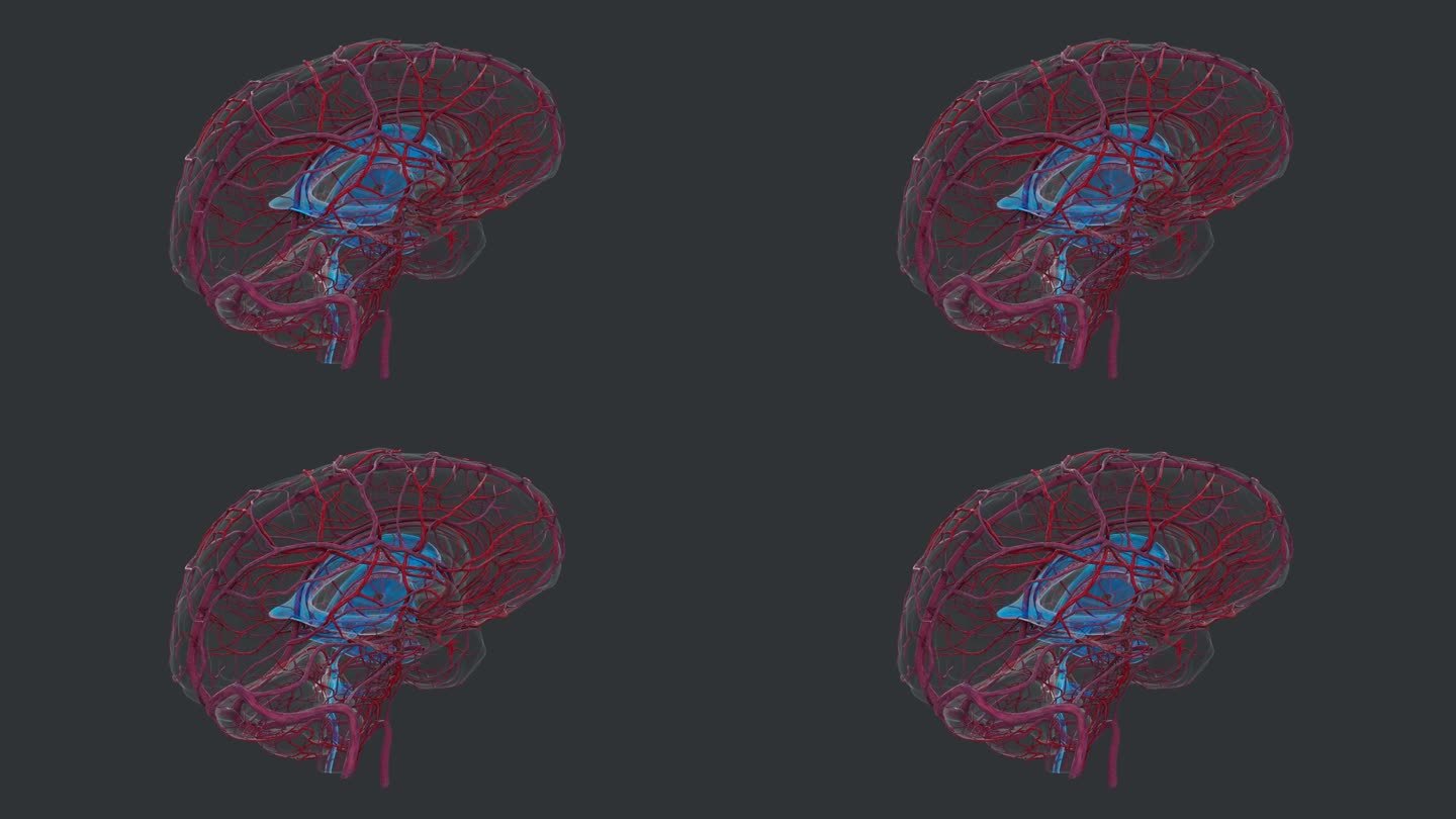医学人体器官 大脑 解剖 神经 系统AI