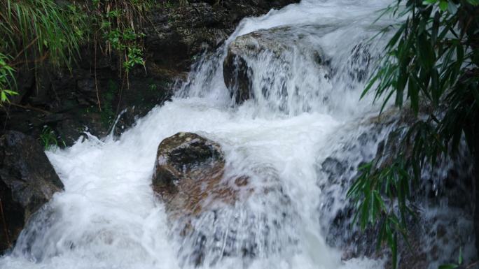 4K 郴州 宜章 莽山 树叶 森林