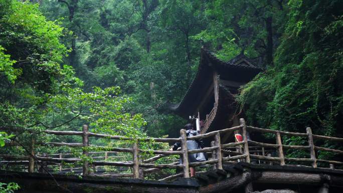 4K 郴州 宜章 莽山 树叶 森林