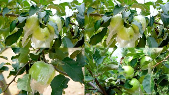 新鲜青苹果树