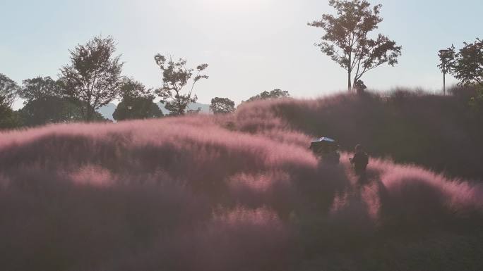 台州温岭植物园粉黛乱子草航拍