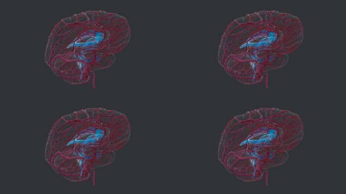 神经系统 大脑小脑 动脉 大脑疾病动画