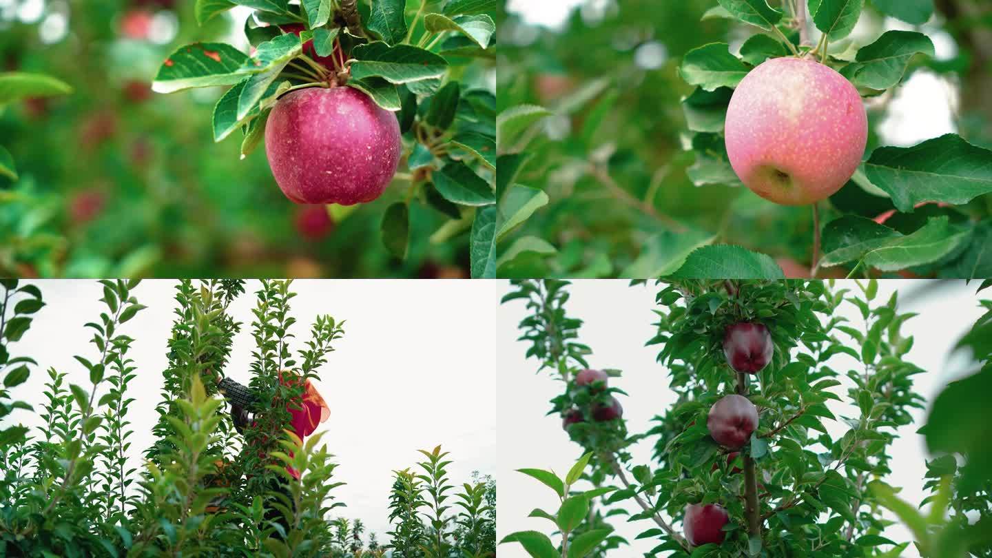 苹果 果园 乡村振兴 农业 丰收
