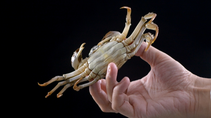大闸蟹-螃蟹-创意拍摄-中华绒螯蟹-河蟹