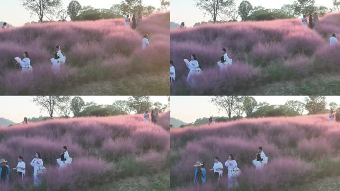 台州温岭植物园粉黛乱子草航拍