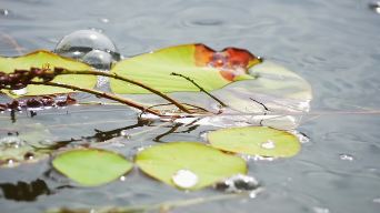 水珠洒落在池塘里的荷叶上视频素材