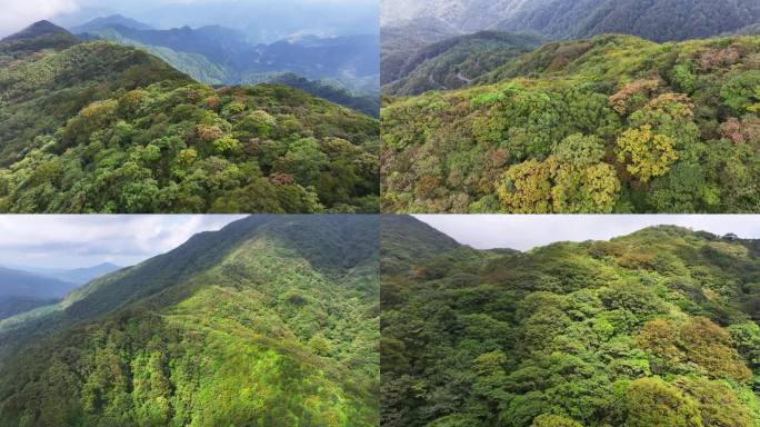 4K 航拍黔东南雷公山原始森林2