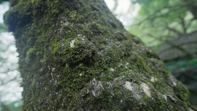 4K 郴州 宜章 莽山 树木 森林