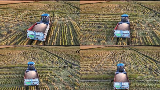 卡车在田野里运输稻谷粮食