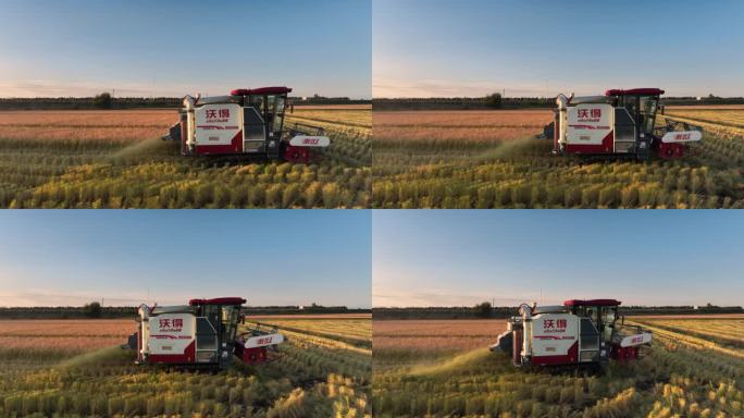 收割机稻田收割水稻