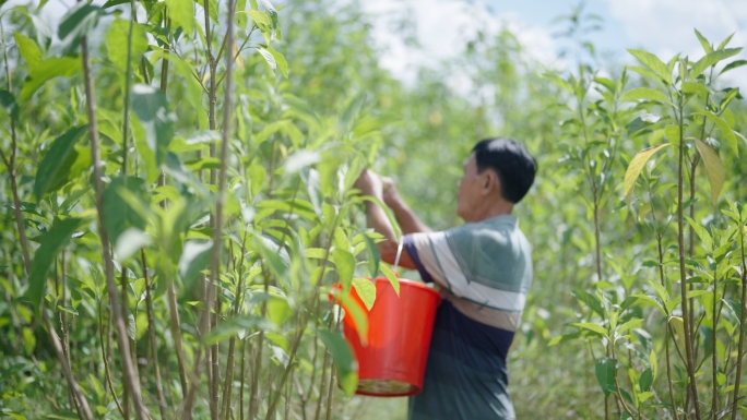 文昌公坡苦茶