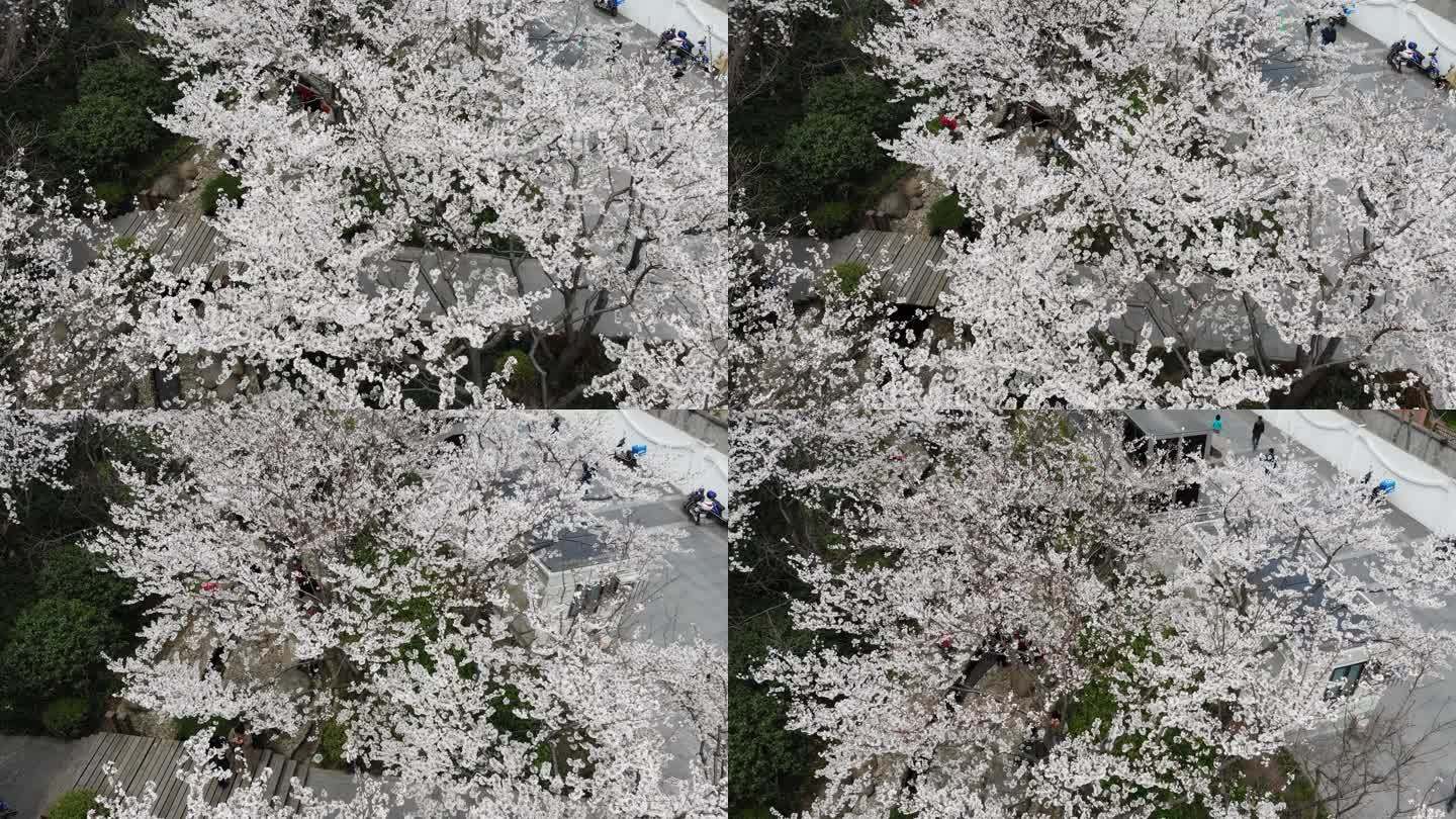 4K原素材-航拍上海春天，陆家嘴樱花季