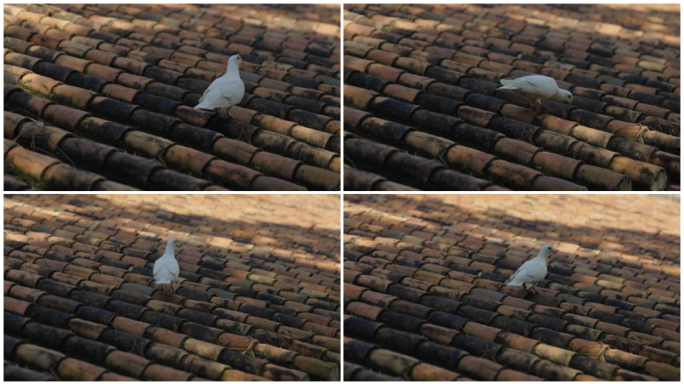 屋顶瓦片上的白色鸽子