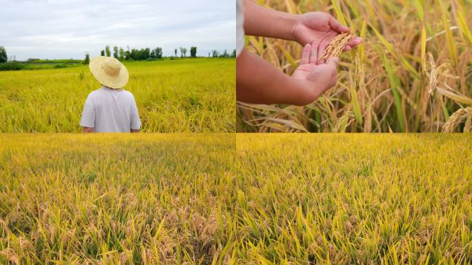 成熟的稻谷丰收季