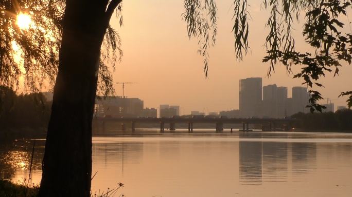 河边日出清晨河边公园小花狗尾巴草骑行黎明
