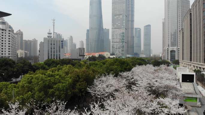 4K原素材-航拍上海春天，陆家嘴樱花季