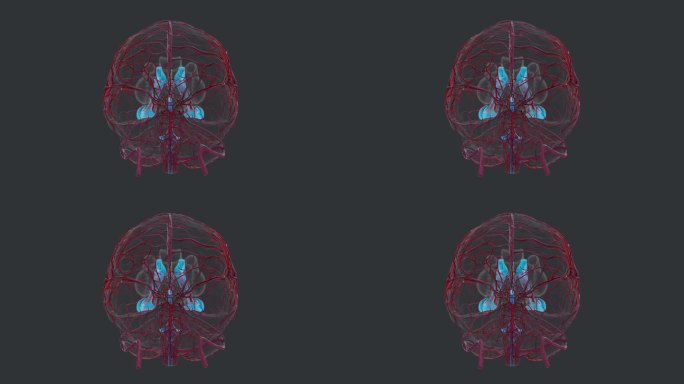 神经系统 大脑小脑 动脉 大脑疾病动画