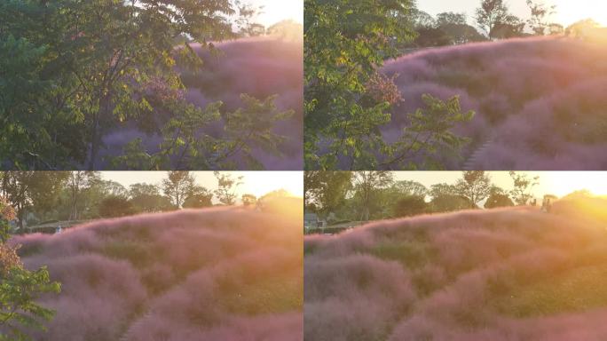 台州温岭植物园粉黛乱子草航拍