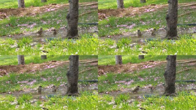 春夏 植物 草地 动物 麻雀 鸟