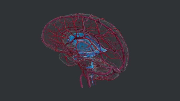 医学 人体 器官 大脑 脑神经 小脑脑干
