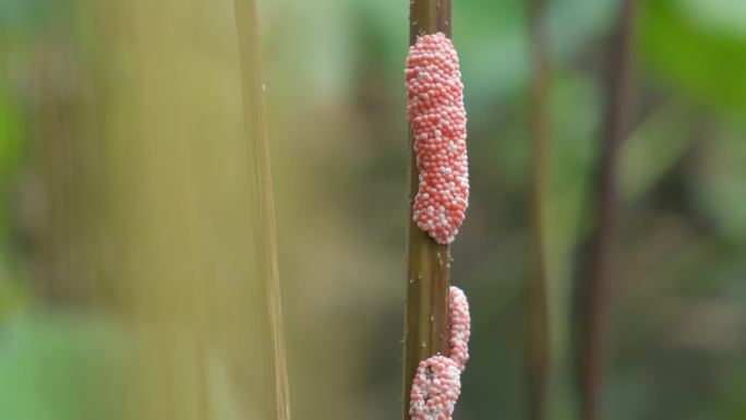 莲花塘里的福寿螺卵 寄生虫卵