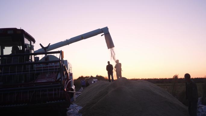 夕阳下收割机卸稻子