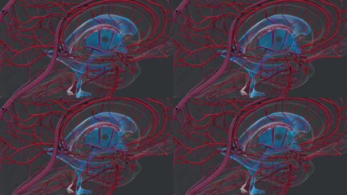 脑部神经疾病治疗大脑神经解剖动脉循环系统