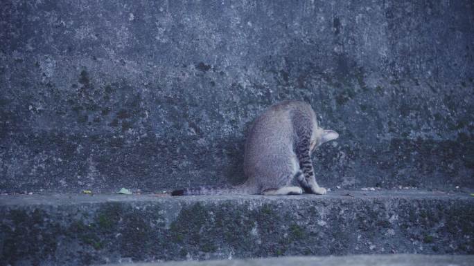 农村土猫狸花猫休息