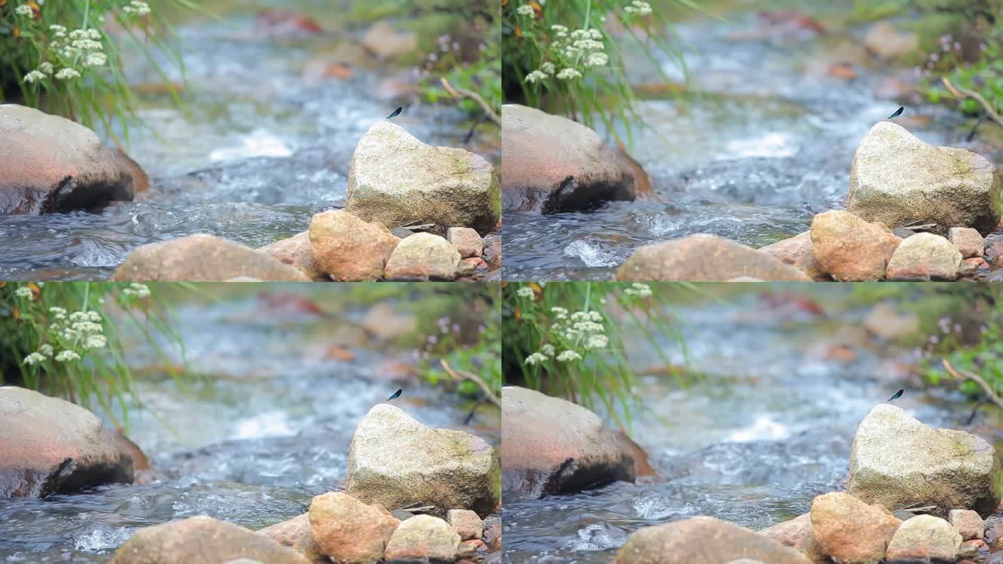 小溪鹅卵石