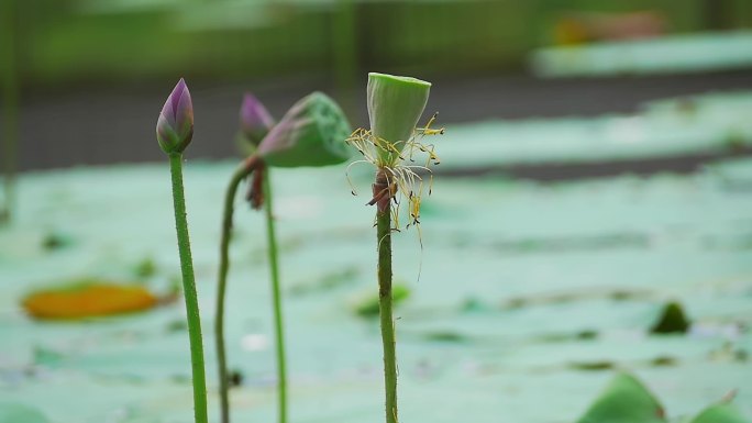 池塘里的荷花