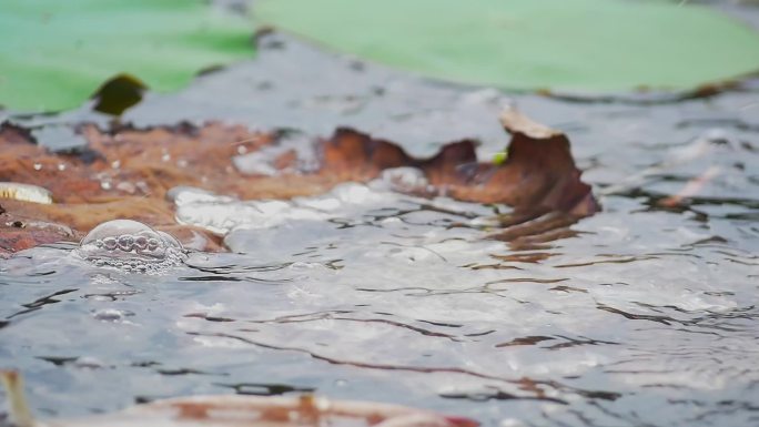 水珠洒落在池塘里的荷叶上