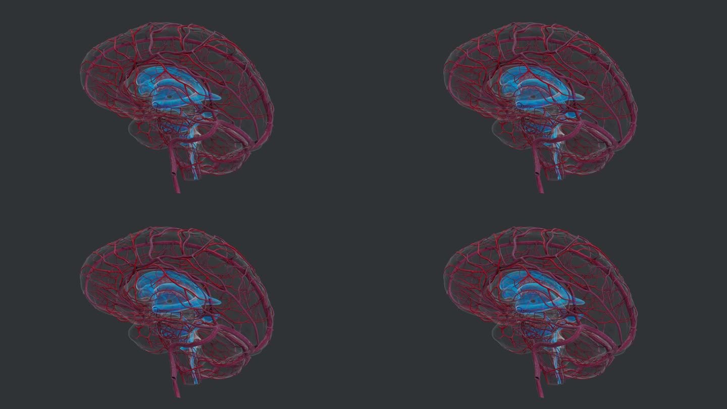 脑部神经疾病治疗大脑神经解剖动脉循环系统