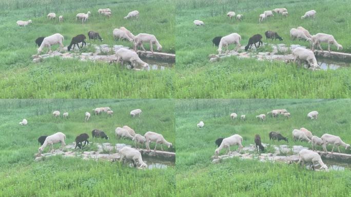 羊吃草2