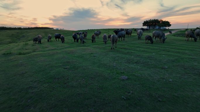 4K夕阳草原牛群