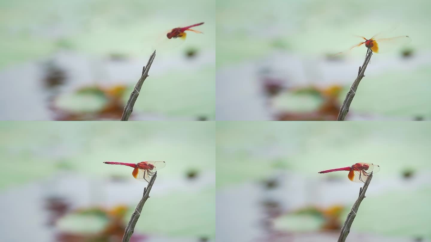 荷花池塘里的蜻蜓