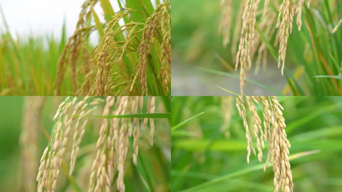 水稻成熟金黄稻穗农民丰收