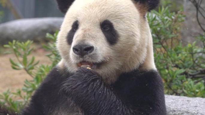 合集两分钟 熊猫 可爱 吃竹子