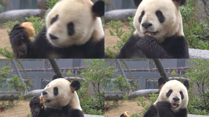 合集两分钟 熊猫 可爱 吃竹子