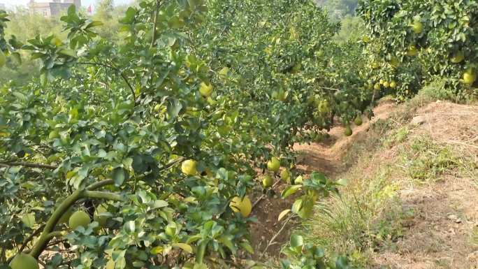 柚子丰收摘水果收摘沙田柚绿色柚场柚子收获