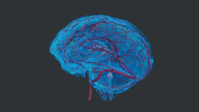 医学 人体 器官 大脑 脑神经 小脑脑干