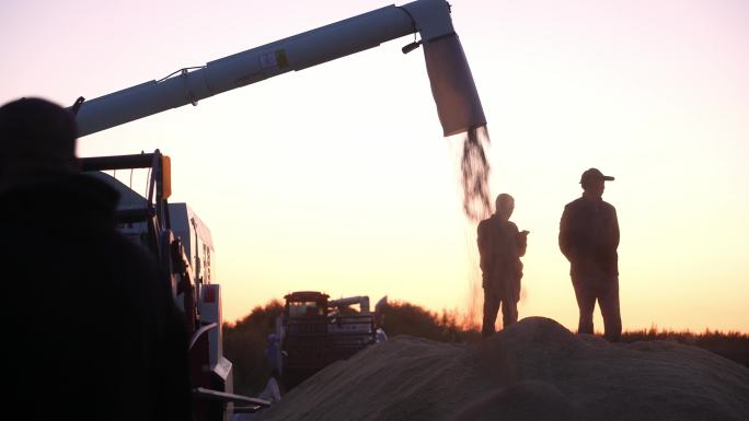 夕阳下收割机卸稻子