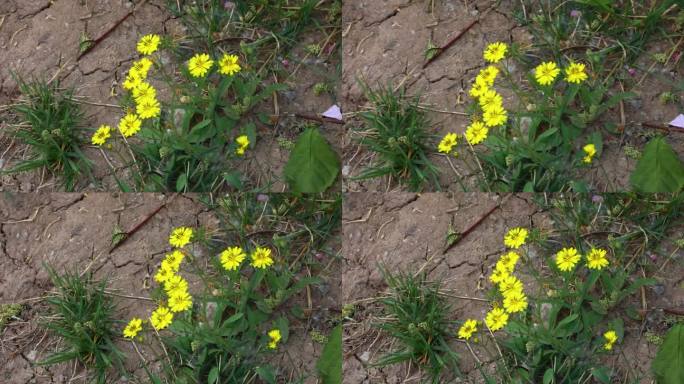 春天 植物 发芽 绿叶 生长 复苏 春夏