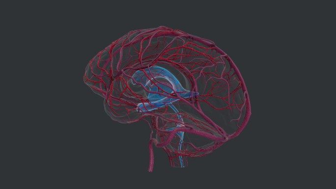 脑部神经疾病治疗大脑神经解剖动脉循环系统