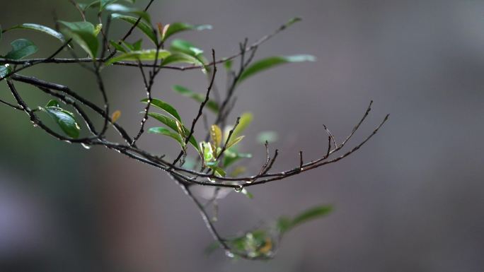 4K 郴州 宜章 莽山 树枝 森林